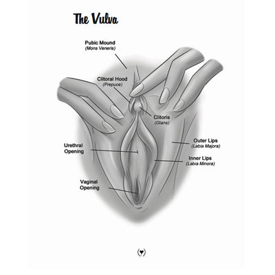 The Mystery of the Undercover Clitoris—Orgasmic Fingertip Touching Every Woman Craves Illustration 2